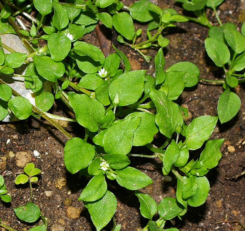 Stellaria media / Centocchio